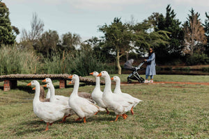 noola luxe baby stroller and pram travel system buy online south africa